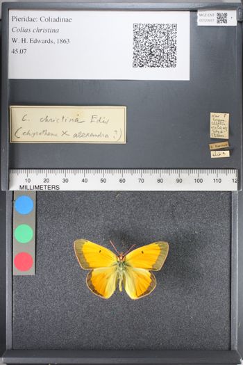 Media type: image;   Entomology 123977